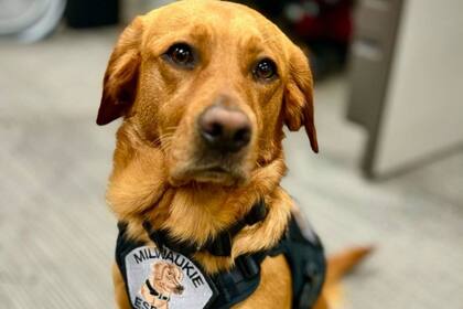 Flora, de dos años, es un cruce de labrador y golden retriever (Instagram/@K9Flora)