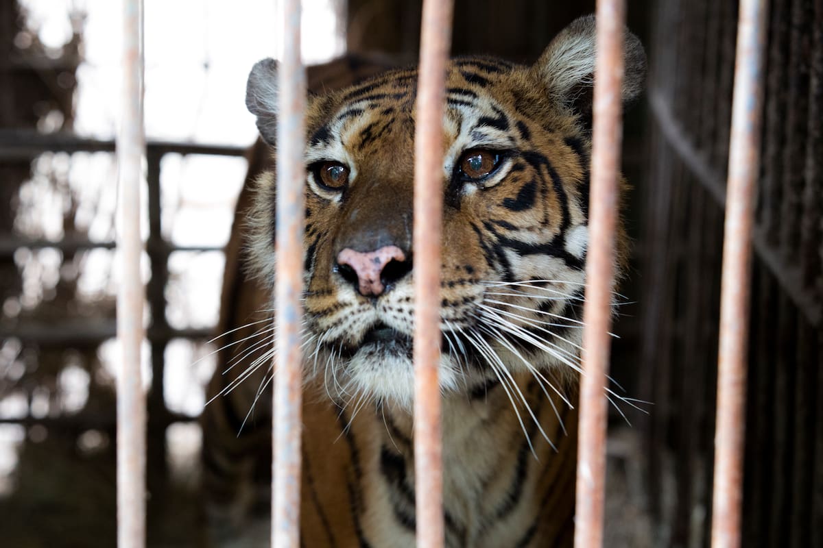 Flora, en el ex zoológico de Luján