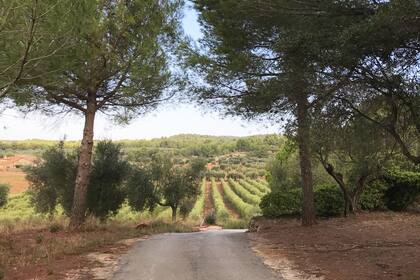 Florencia está rodeada de bosques y viñedos.