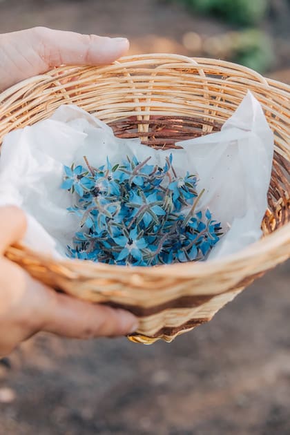 Flores azules, del jardín a la mesa