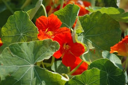 Flores comestibles: la capuchina retrasa el envejecimiento prematuro