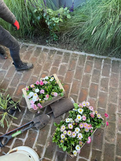Flores de Artemisa.