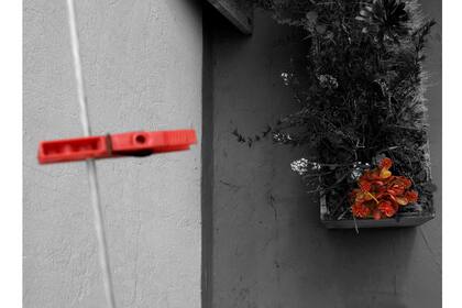Flores de invierno