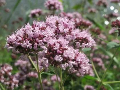 Flores de orégano