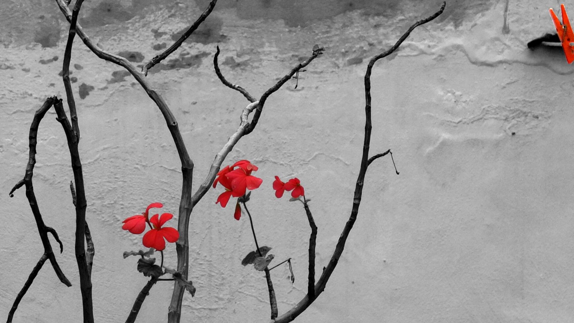 Flores de invierno