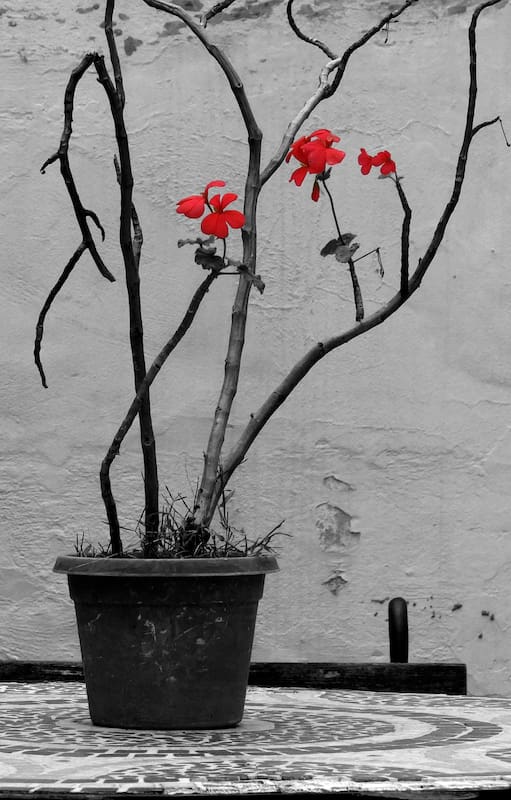 Flores de invierno