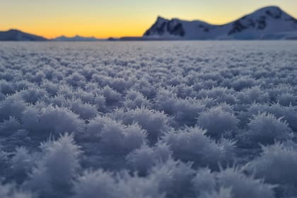 Flores de Hielo, en la Base San Martín, Antártida