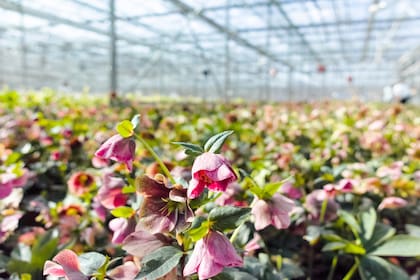 Floricultores están viendo afectada la producción porque no pueden salir a venderla