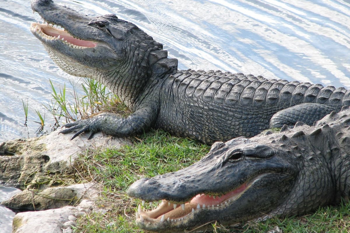 Florida alberga una población estimada de más de 1.3 millones de caimanes