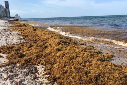 Florida, atestada por una especia de alga llamada zargaso