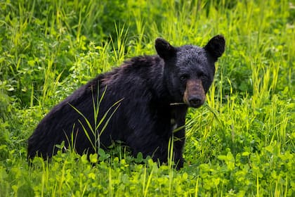Florida era uno de los seis estados que prohibía la caza de osos negros
