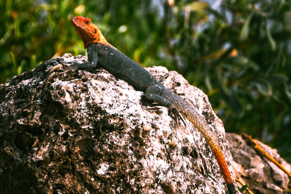 Florida es considerada la nueva Isla de Ellis de los reptiles; en la imagen, un lagarto arcoiris