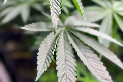 Florida presiona para que se revisen las peticiones de enmienda sobre la marihuana