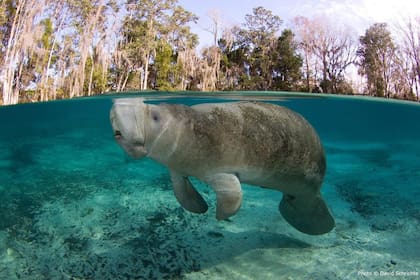Florida sigue siendo un lugar importante para la conservación y observación de los manatíes