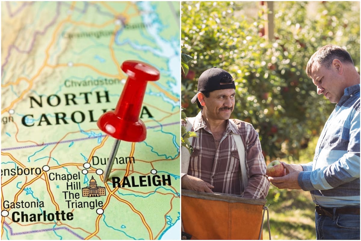 Flujo constante de mano de obra mexicana hacia los campos de Carolina del Norte mediante un sistema de visas temporales