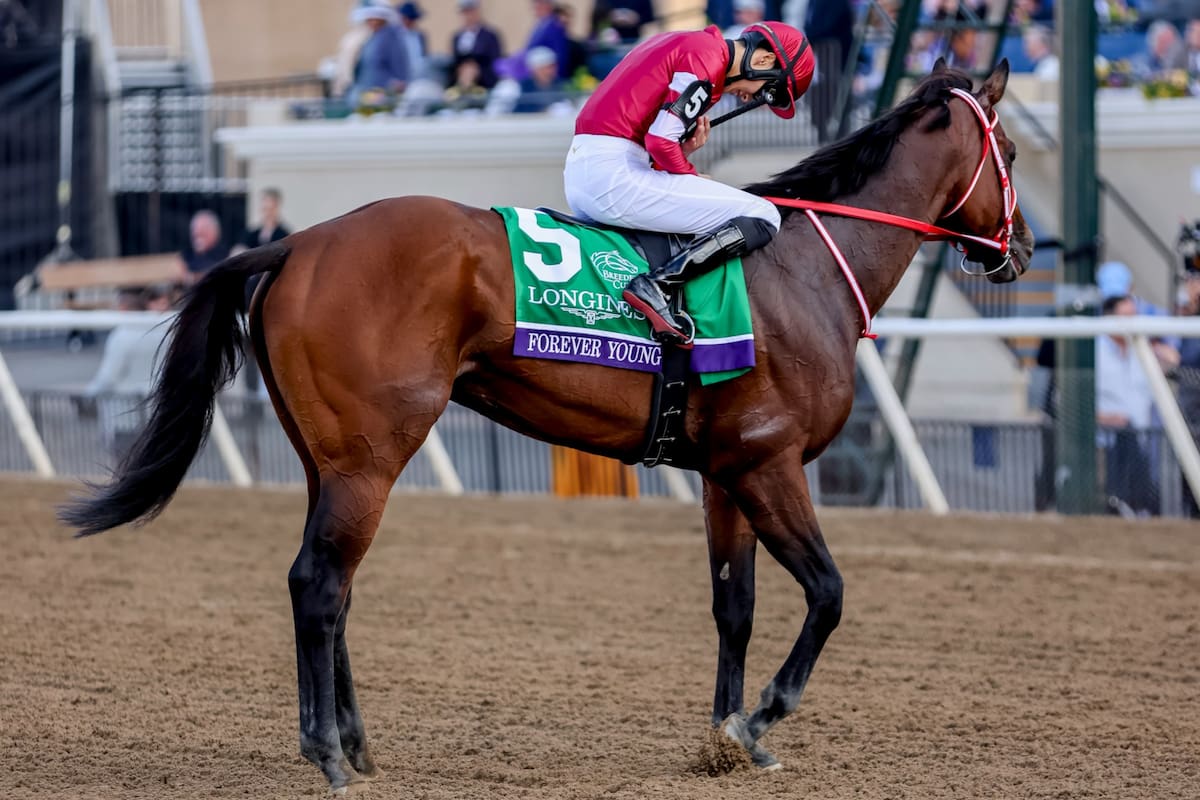 Forever Young, el caballo japonés que lleva 11 triunfos en 14 carreras y rinde tributo a los fanáticos dentro de la pista