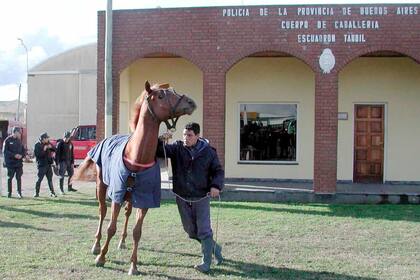 Forty Mirage pasó por el Cuerpo de Caballería de Tandil para ser identificado por un veterinario, tras ser encontrado