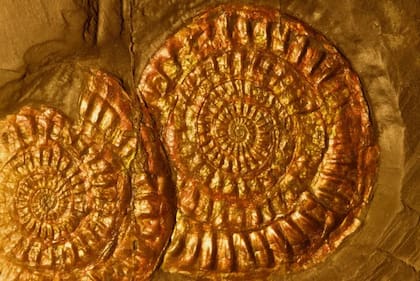 Fósiles de amonites con capa de concha iridiscente intacta, del período Jurásico, hace de 144 a 208 millones de años, halladas en Lyme Regis, Reino Unido