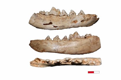 Fósiles de canidae usados en el estudio