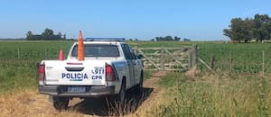 Le robaron 52 terneros valuados en unos US$50.000 y hay un dato que no logra explicar