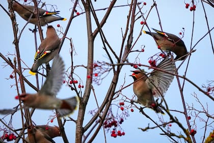 (Foto AP/Sergei Grits)