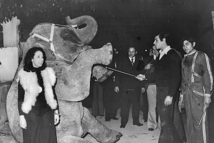 La elefanta Mara actuando en el circo Sudamericano en la década del 70