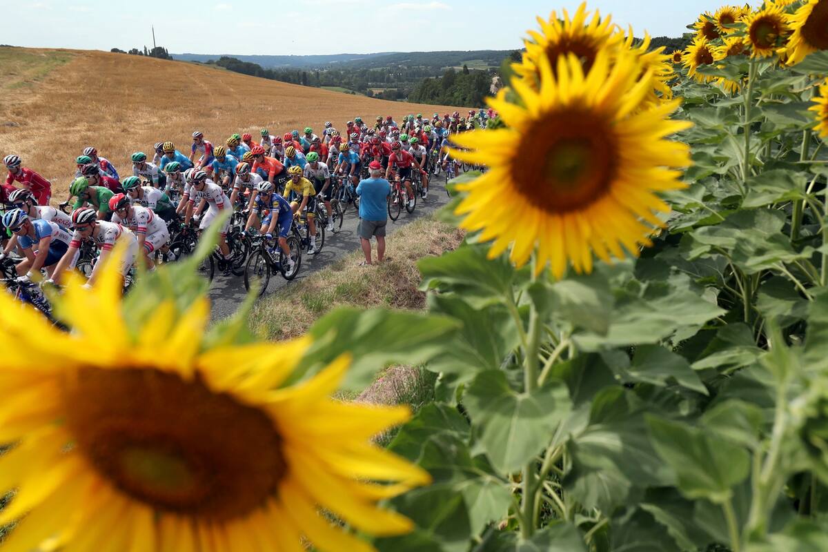 Foto de archivo del 17 de julio de 2019: el paquete pasa por un campo de girasoles durante la undécima etapa de la carrera ciclista del Tour de Francia, que abarca más de 167 kilómetros (103,77 millas) con inicio en Albi y finalización en Toulouse, Francia
