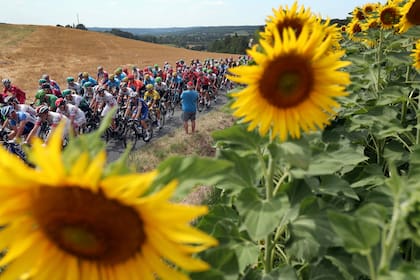 Foto de archivo del 17 de julio de 2019: el paquete pasa por un campo de girasoles durante la undécima etapa de la carrera ciclista del Tour de Francia, que abarca más de 167 kilómetros (103,77 millas) con inicio en Albi y finalización en Toulouse, Francia