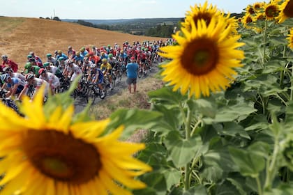 Foto de archivo del 17 de julio de 2019: el pelotón pasa por un campo de girasoles durante la undécima etapa de la carrera ciclista del Tour de Francia, que abarca más de 167 kilómetros (103,77 millas) con inicio en Albi y finalización en Toulouse, Francia