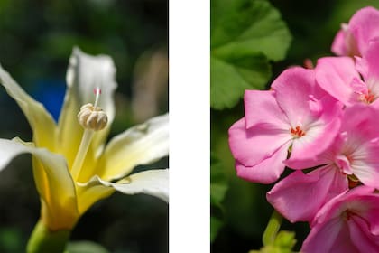 Foto de la izquierda: el palo borracho amarillo (Ceiba chodatii) y sus largos estambres soldados. Foto de la derecha: un malvón con sus pequeños estambres.