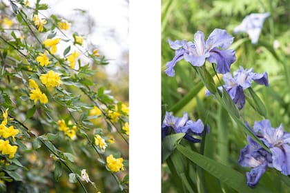 Foto de la izquierda: foto del jazmín amarillo. Existen diferentes especies de jazmines, y algunos de ellos tienen flores de color amarillo brillante. Foto de la derecha: Los iris presentan una forma distintiva en sus pétalos, que se asemeja a una especie de abanico con forma triangular. Pueden encontrarse en diversos colores, incluyendo púrpura, azul, blanco, amarillo y rosa. Estas flores son muy valoradas por su elegancia y se utilizan comúnmente en arreglos florales y jardines ornamentales.