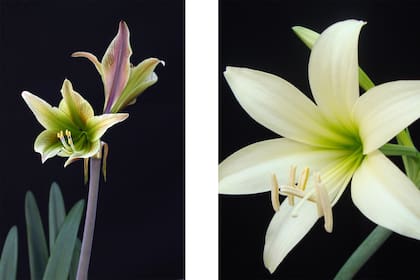 Foto de la izquierda: (HIPPEASTRUM AVIFLORUM) El nombre hace referencia a la forma de la flor, que parece un ave alzando vuelo. El único registro de esta especie proviene de una pequeña región comprendida entre las provincias de Salta y Tucumán (noroeste de Argentina), donde fue originalmente hallada creciendo en poblaciones de escasos individuos en pequeños bosquecillos húmedos.
Foto de la derecha: (HIPPEASTRUM PARODII) El epíteto honra a Lorenzo Raimundo Parodi, botánico argentino (1895-1966). La especie se distribuye en Argentina, en las provincias de Jujuy, Salta y Santiago del Estero hacia el noroeste; y en Formosa y Chaco al noreste, extendiéndose hasta las provincias de Córdoba y San Luis en el Centro de la República Argentina. Crece en bosques secos degradados, en ambientes abiertos, con pastizales y suelos rocosos ligeramente alcalinos. También en laderas arbustivas xerófitas.