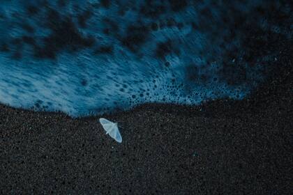 Foto de Mariceu Erthal, en el Festival Focus de José Ignacio