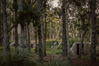 Semienterrada, Casa Forest impacta por su diseño curvo y techos verdes.