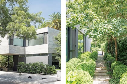 Para el pasillo exterior, la paisajista Clara Billoch eligió Acer buergerianum contra la medianera y bochas de buxus para dar sensación de orden. Como cubresuelo, vinca enana.