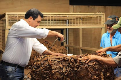 Foto del proceso productivo en la Cooperativa Tabacalera de Alem, Misiones