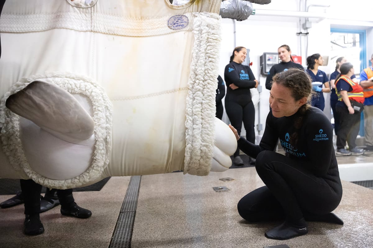 Foto entregada por el Acuario Shedd que muestra a una de las ballenas llegando a ese acuario en Chic
