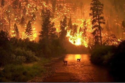 Muchas imágenes que circulan por la red no corresponden al actual incendio de la región selvática sudamericana