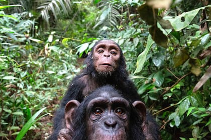 Foto: Fernando Turmo, JGI Congo