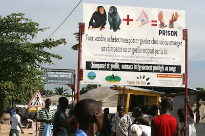Foto: Fernando Turmo, JGI Congo