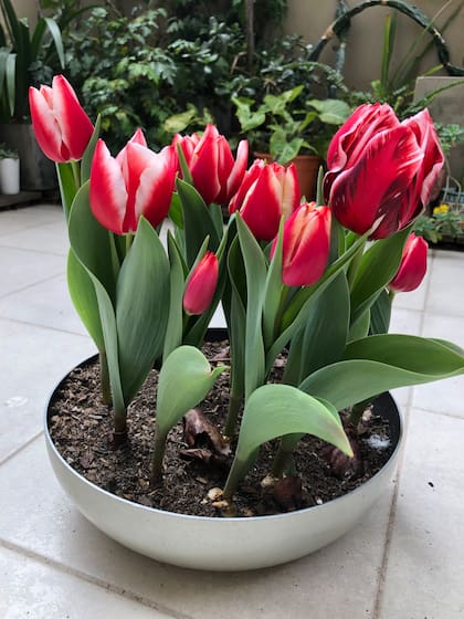 Foto gentileza de Silvina (Que sea con flores): Una paila poco profunda, un patio con sol de mañana, tierra porosa, macizo de un color para que florezcan todos juntitos.
