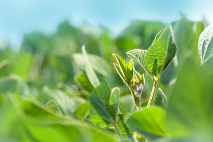 Foto ilustrativa. Aapresid