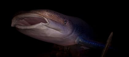 Foto ilustrativa del tiburón ballena, el pez más grande del mundo