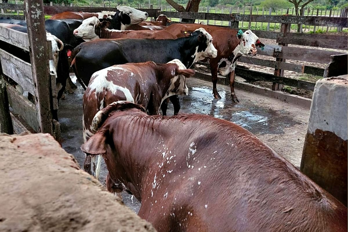 Foto ilustrativa sobre el baño que se le da a la hacienda para prevenir la garrapata