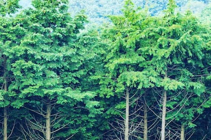 (Foto Instagram @globaltreeinitiative)