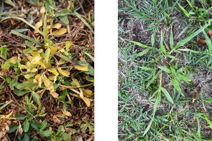 Foto izquierda: Alternanthera philoxeroides (lagunilla). Foto derecha: Paspalum dilatatum (pasto miel).