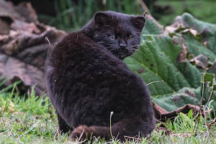 Foto referencia de cómo es un Gato Huiña Melánico. (Foto: Enrique Couve, Far South Exp)