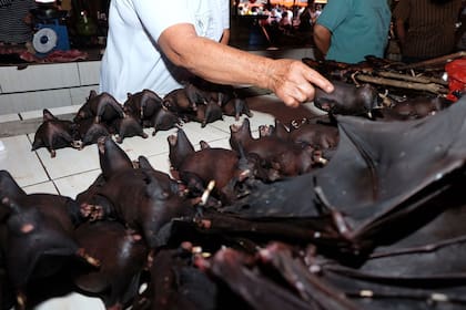 La venta de murciélagos quedó en la mira desde el inicio del brote