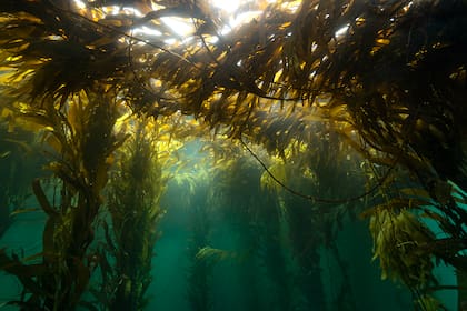 Fotografía de los bosques de kelp de Ushuaia captados por Cristian Lagger, explorador de National Geographic