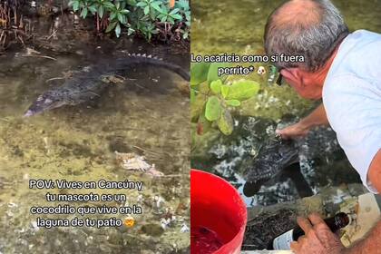 Fotografía de referencia de un cocodrilo de la especie "jacaré-de-papo-amarelo". (Foto: EFE)